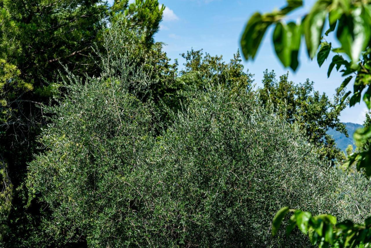 Agriturismo Le Chiusure San Felice del Benaco Buitenkant foto